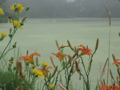 Yellow and orange lilies in front of the wetlands in Amherstburg