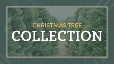 Christmas Tree Collection with an image of undecorated Christmas trees in the background surrounded by a green border