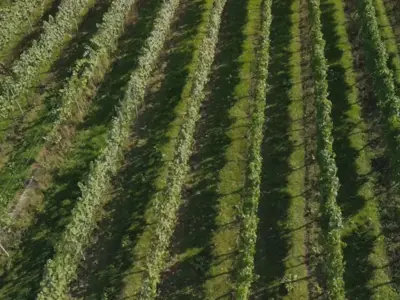 Aerial View of Grape Vines